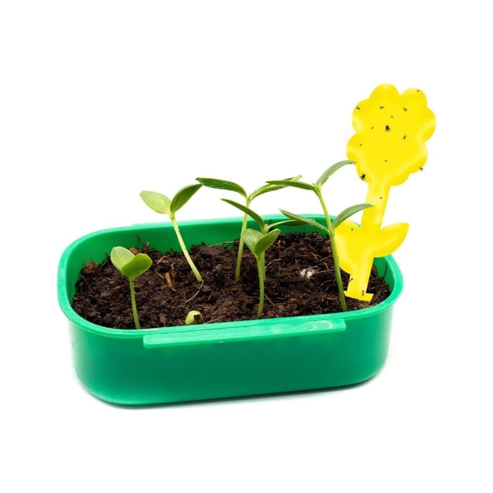 Pièges moucherons autocollants plantes intérieur 4 pcs 20 cm 13 Pièges moucherons autocollants plantes intérieur 4 pcs 20 cm - الصورة 13